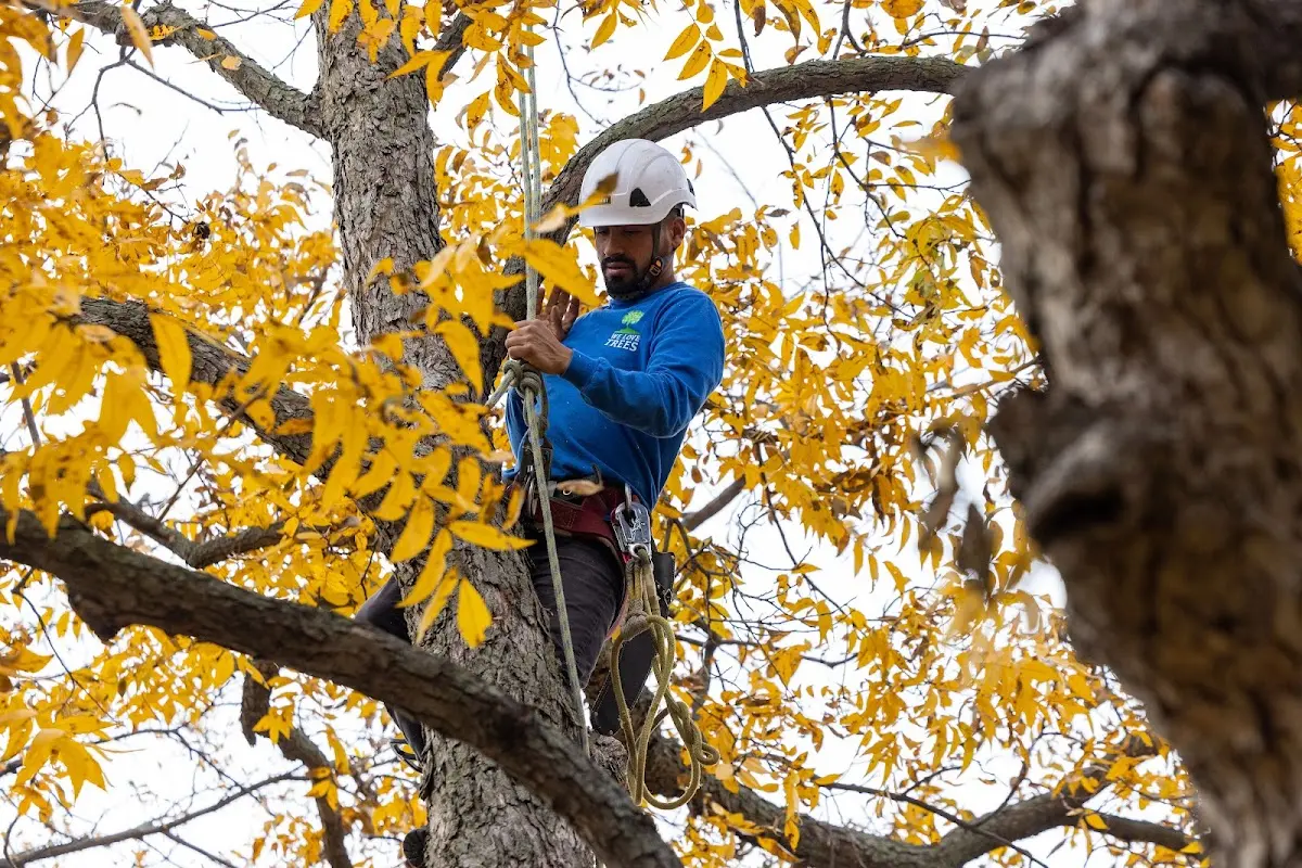 Skilled Tree Planing crew working in Pleasant Hill